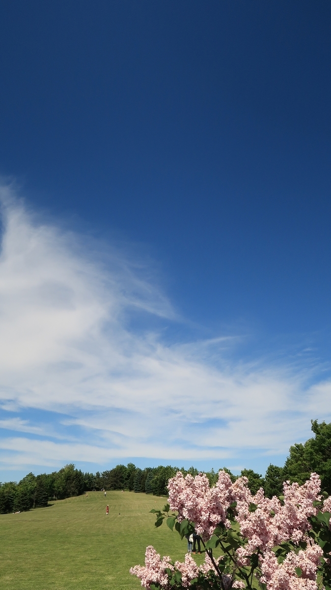 f:id:shirokumapanda:20200608014040j:plain