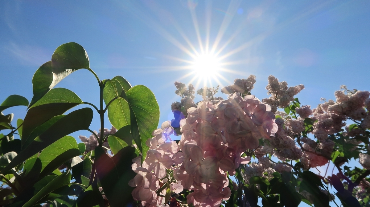 f:id:shirokumapanda:20200608014052j:plain