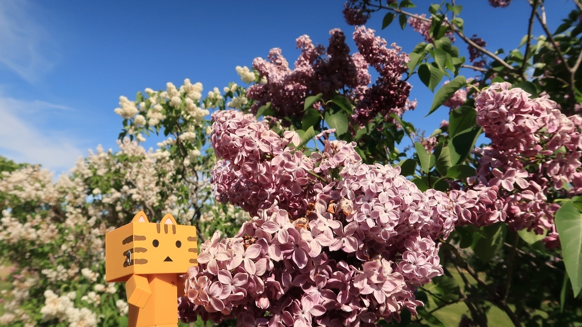 f:id:shirokumapanda:20200608014100j:plain