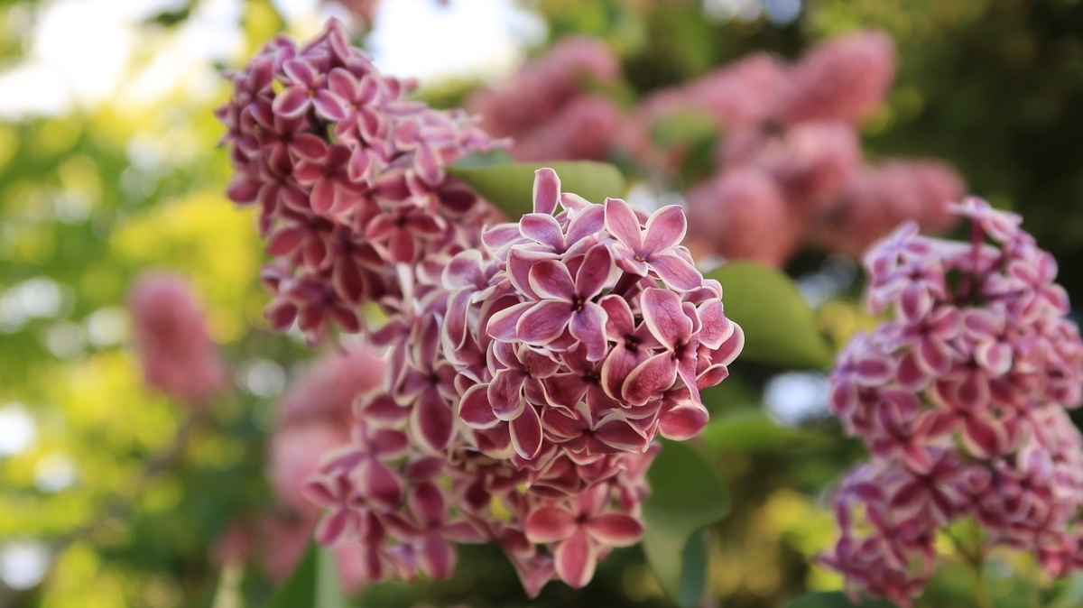 f:id:shirokumapanda:20200608014113j:plain