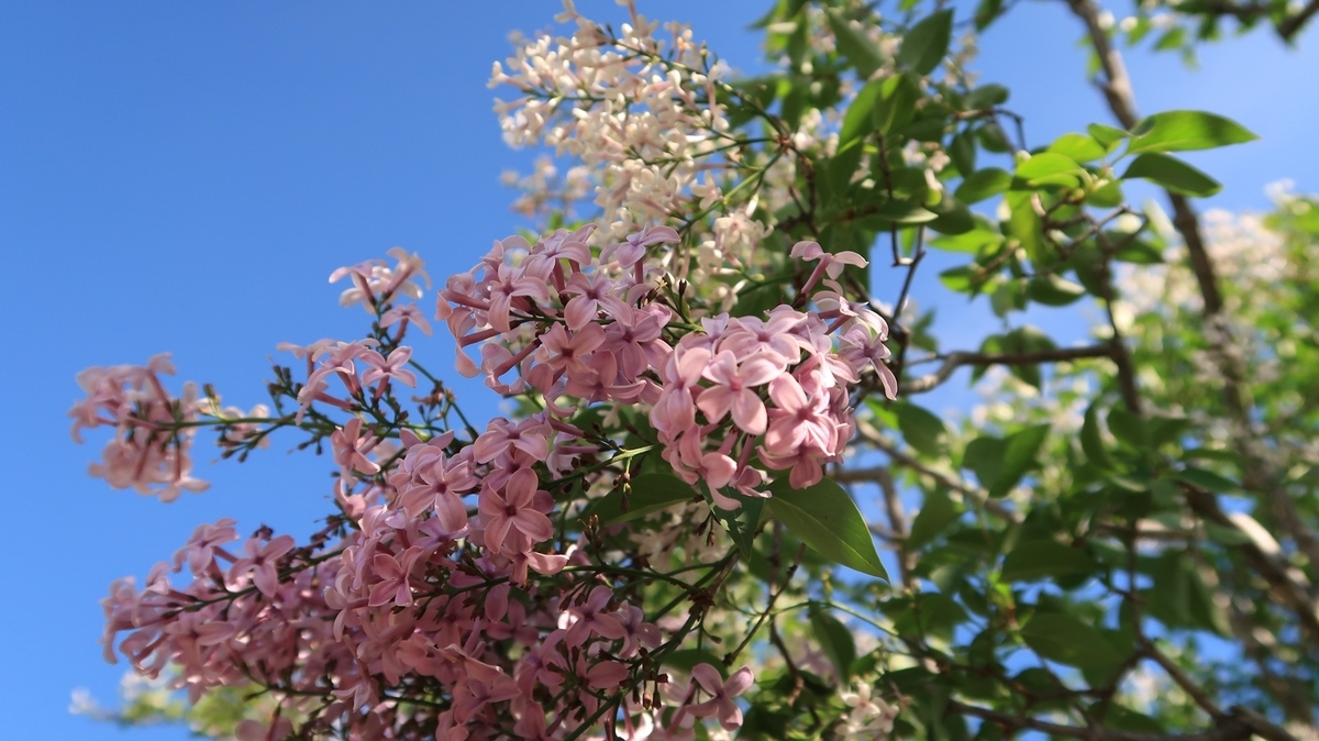 f:id:shirokumapanda:20200608014126j:plain