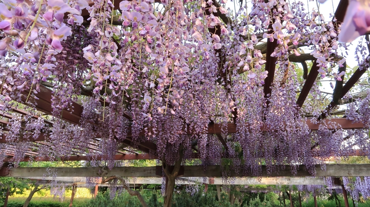 f:id:shirokumapanda:20200608014229j:plain