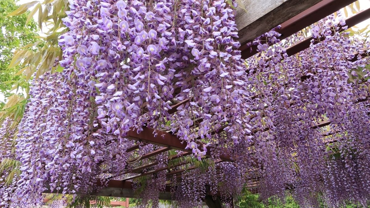 f:id:shirokumapanda:20200608014242j:plain