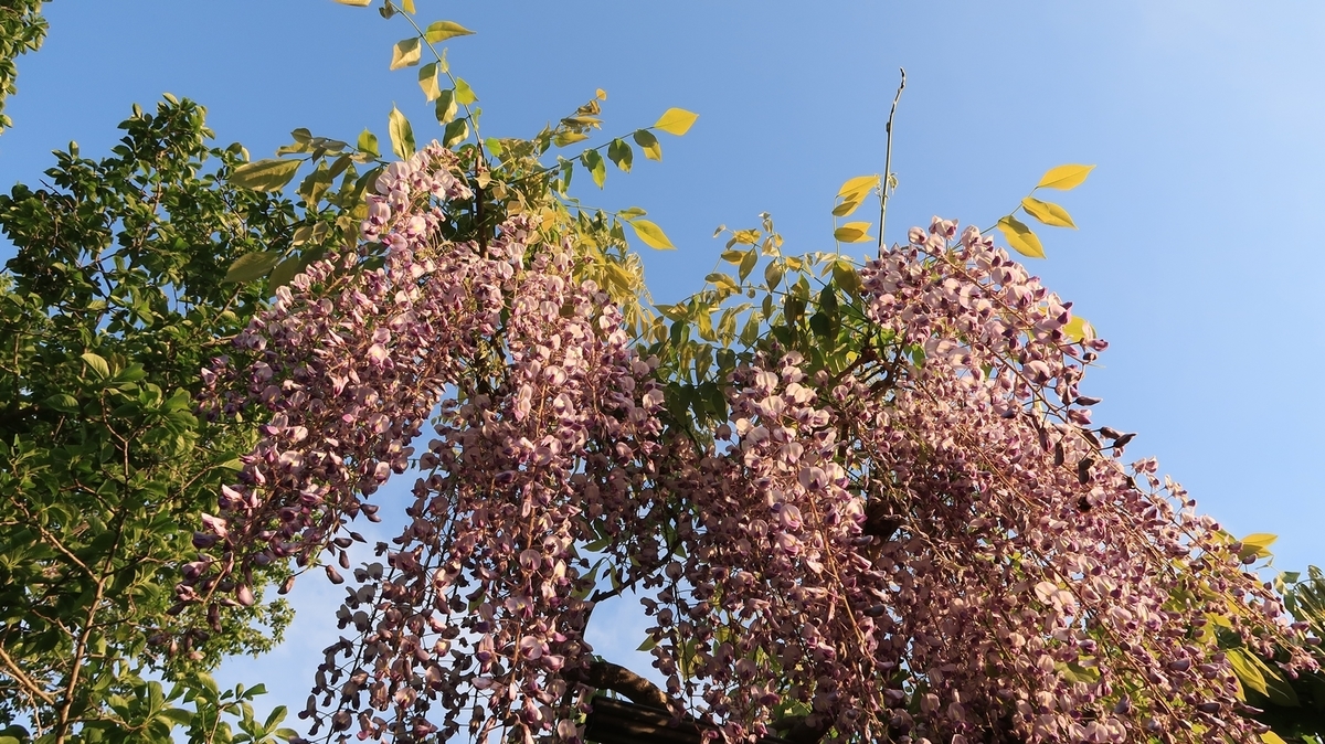 f:id:shirokumapanda:20200608014309j:plain