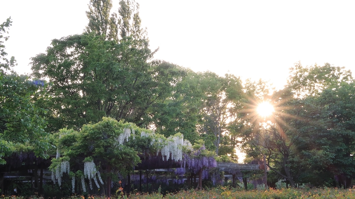 f:id:shirokumapanda:20200608014323j:plain