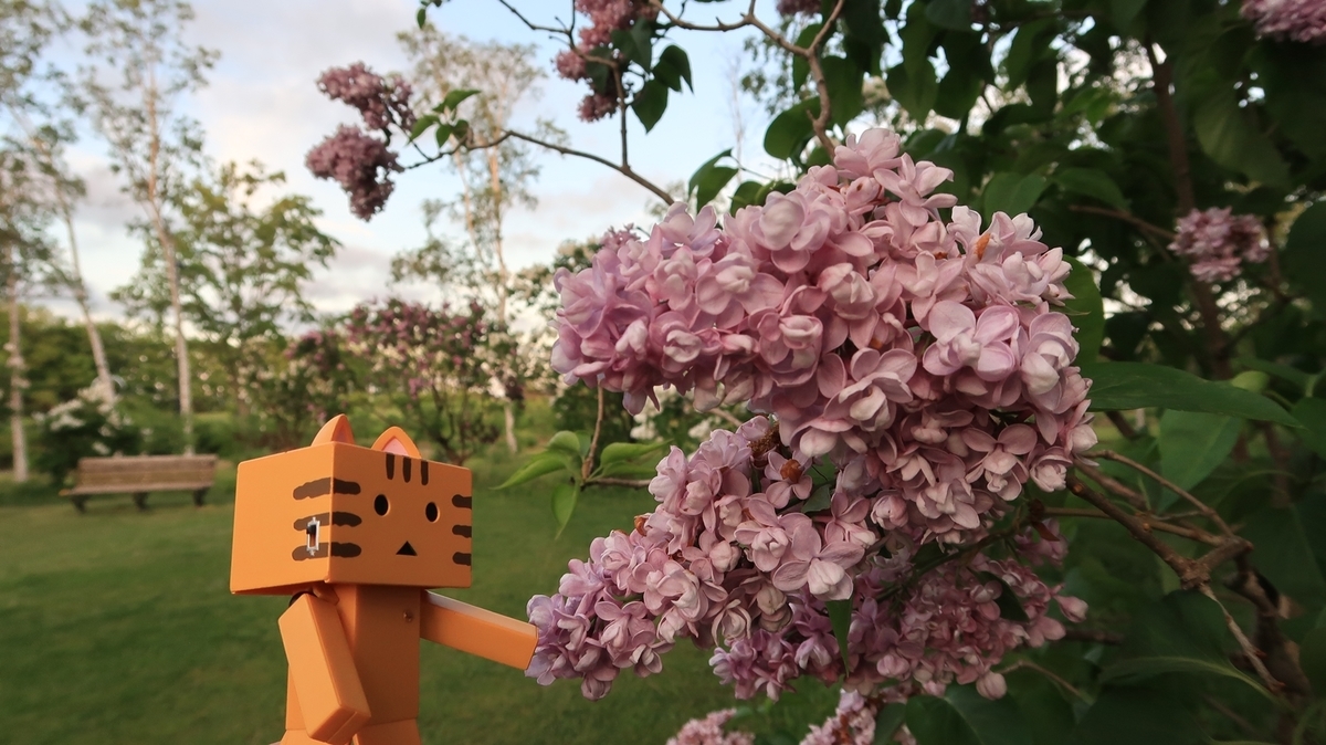 f:id:shirokumapanda:20200608014348j:plain