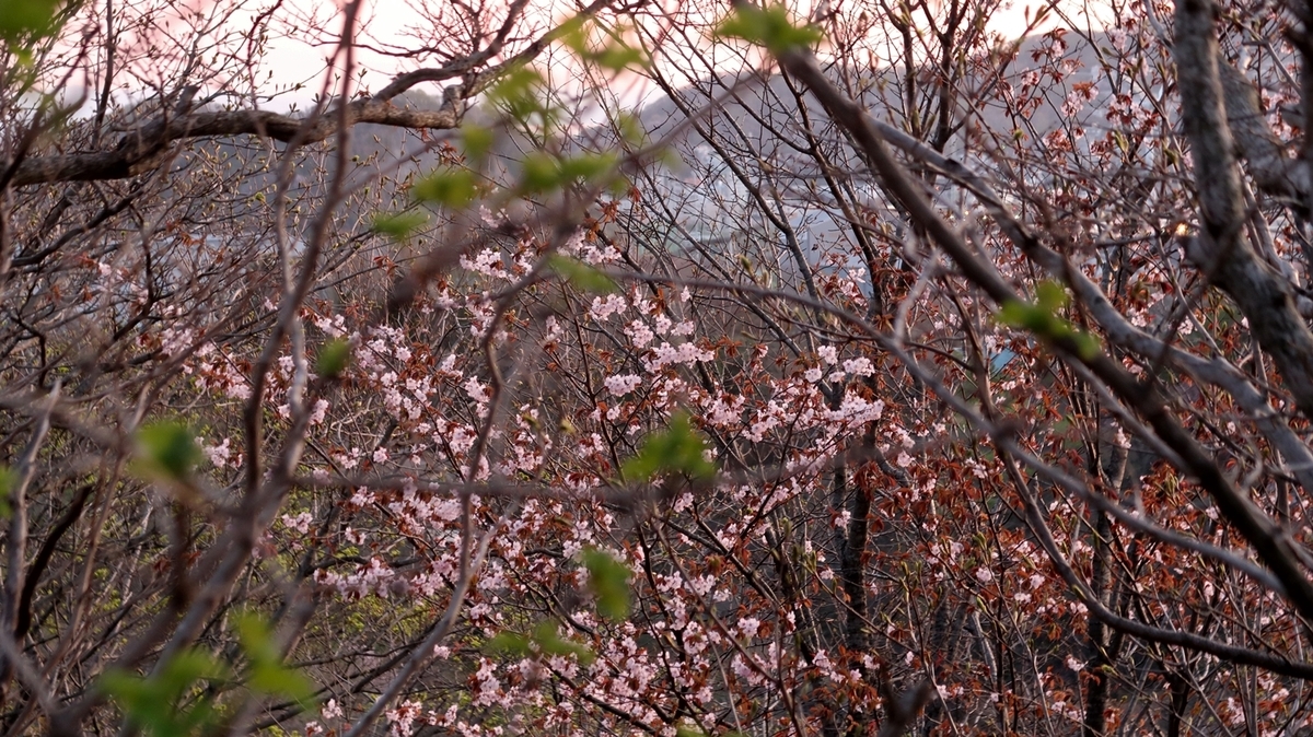 f:id:shirokumapanda:20200613013632j:plain
