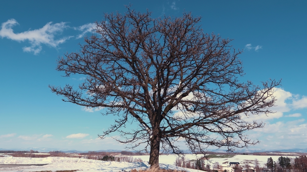 f:id:shirokumapanda:20200620204154j:plain