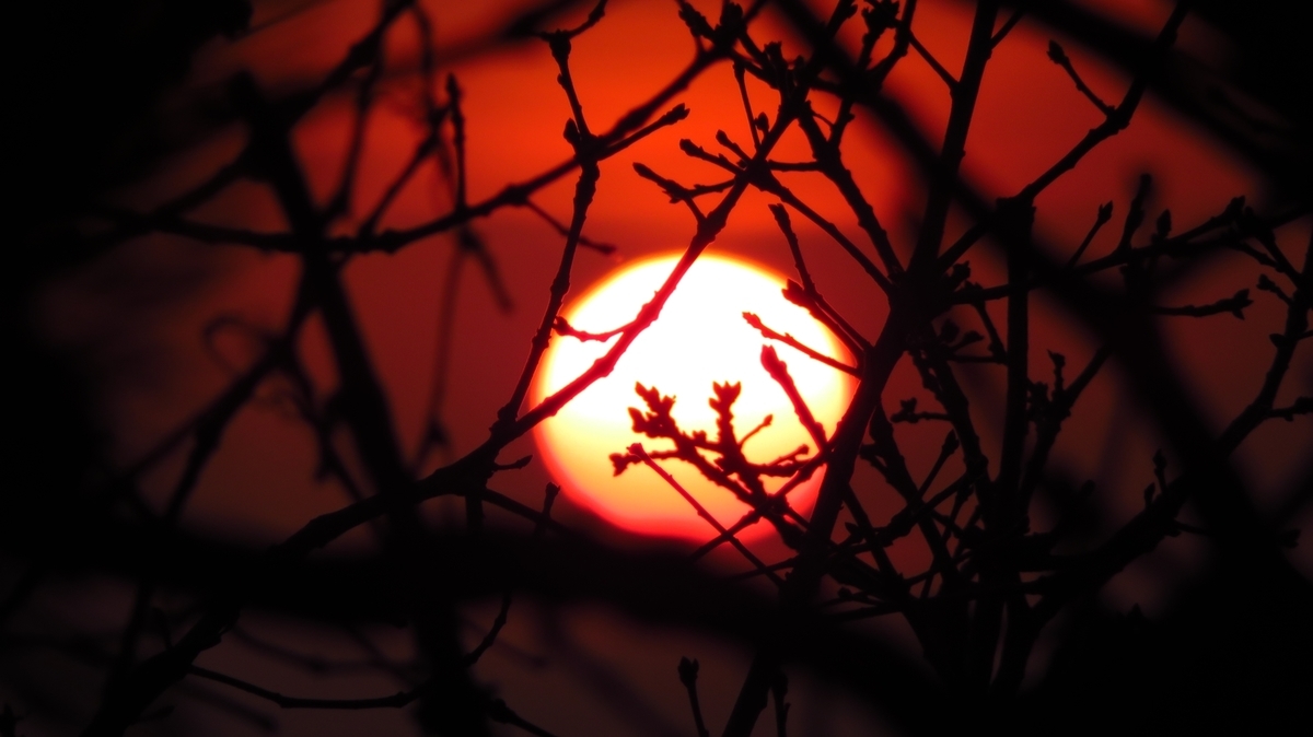 f:id:shirokumapanda:20200625020953j:plain