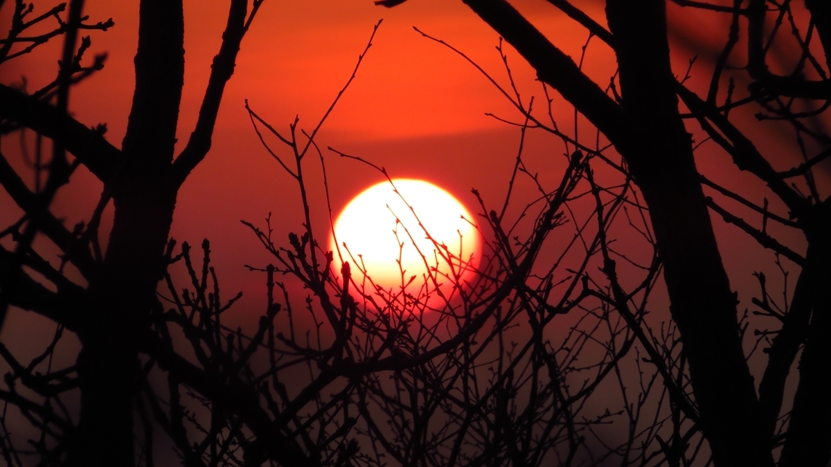 f:id:shirokumapanda:20200625020959j:plain