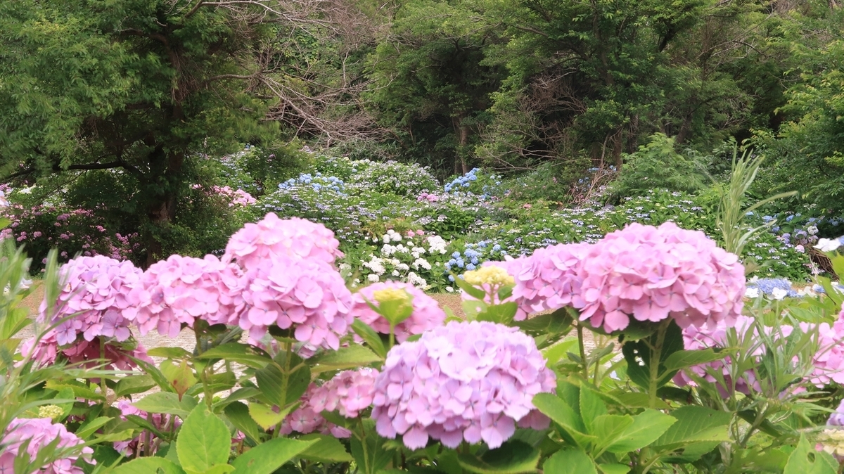 f:id:shirokumapanda:20200727014213j:plain