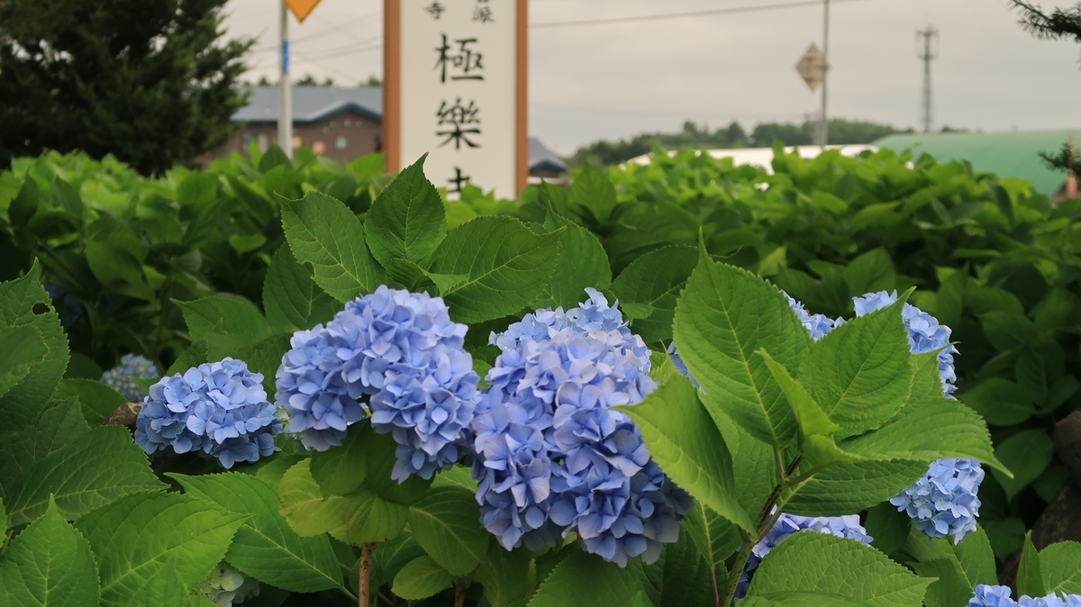 f:id:shirokumapanda:20200804005116j:plain