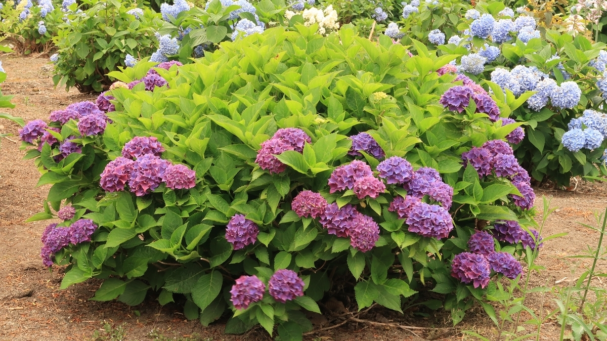 f:id:shirokumapanda:20200804005136j:plain