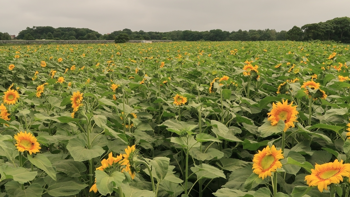 f:id:shirokumapanda:20200804005201j:plain