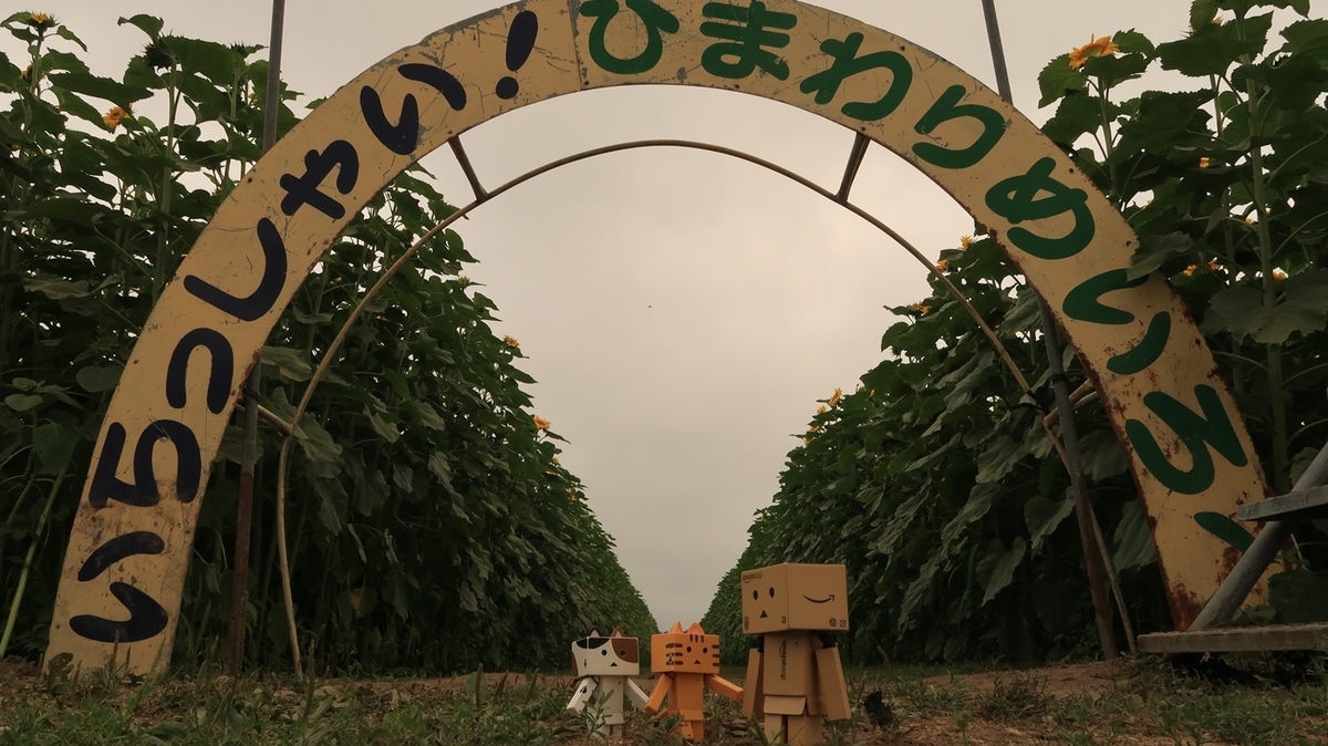 f:id:shirokumapanda:20200804005209j:plain