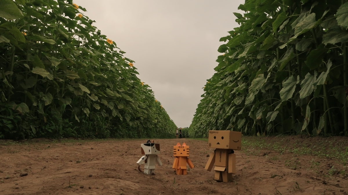 f:id:shirokumapanda:20200804005215j:plain