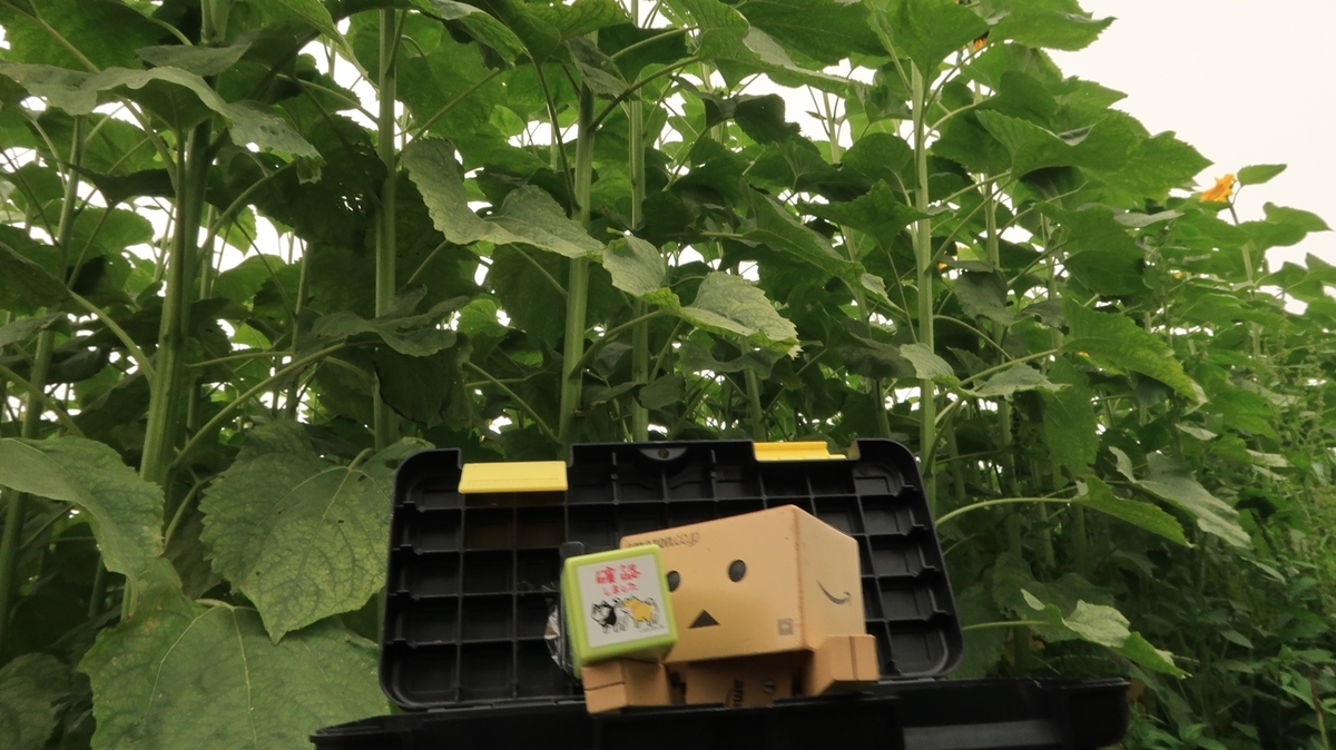 f:id:shirokumapanda:20200804005222j:plain