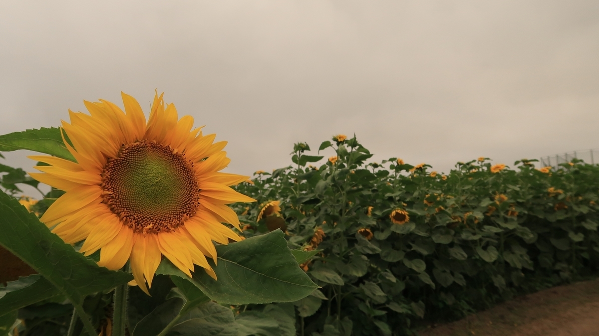 f:id:shirokumapanda:20200804005228j:plain