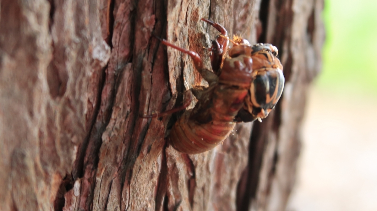 f:id:shirokumapanda:20200810005102j:plain