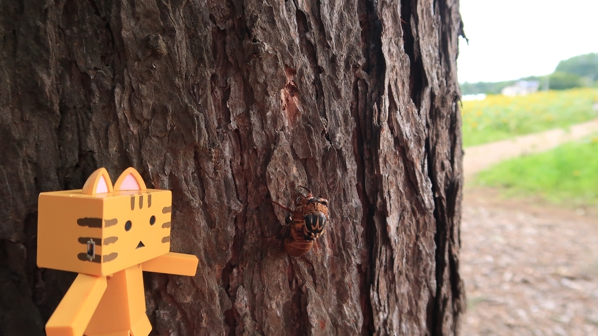 f:id:shirokumapanda:20200810005108j:plain