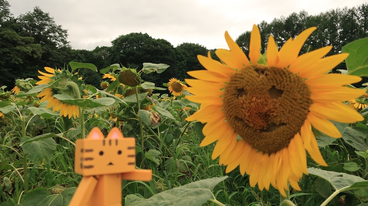 f:id:shirokumapanda:20200810005117j:plain