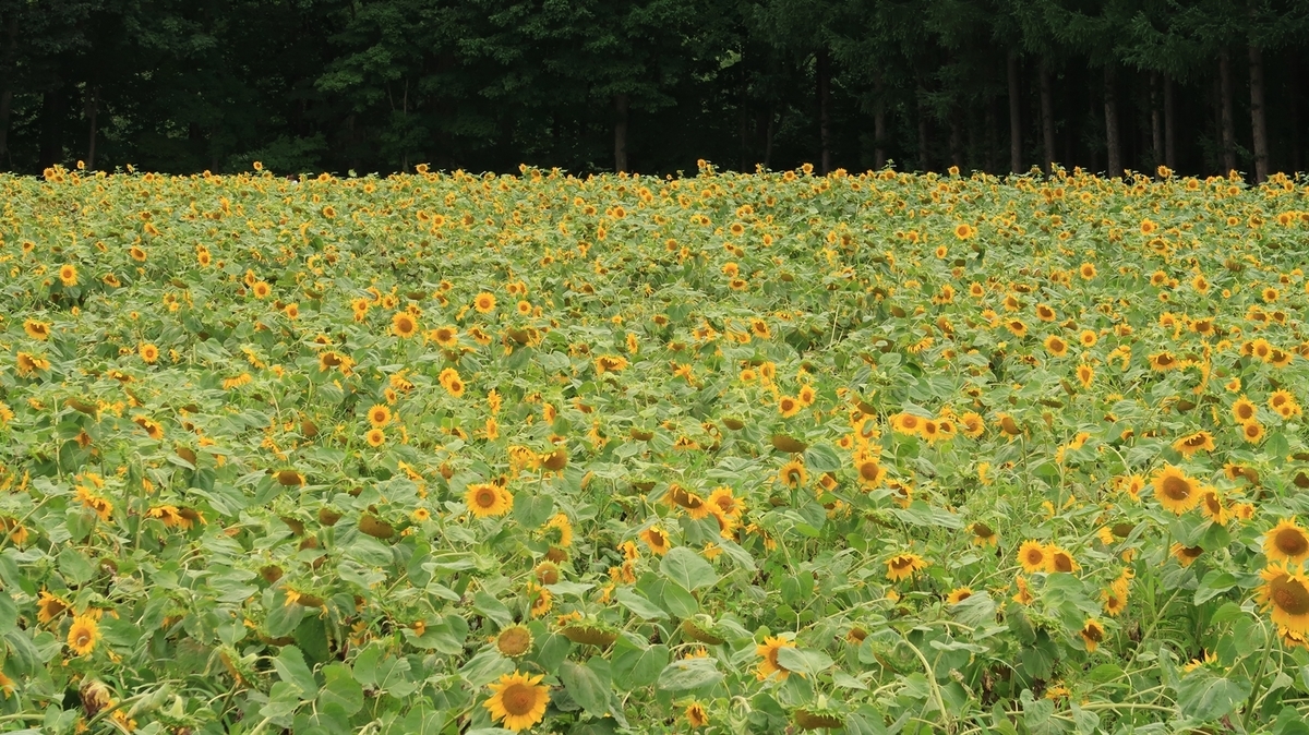 f:id:shirokumapanda:20200810005127j:plain