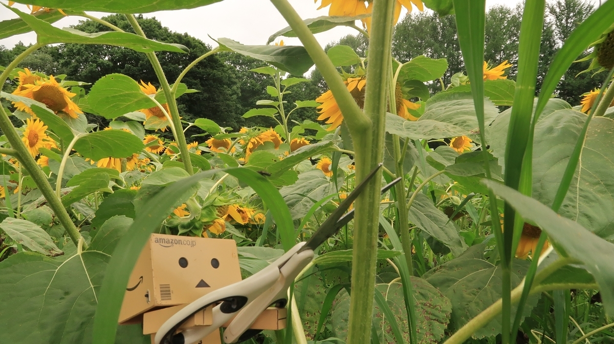 f:id:shirokumapanda:20200810005135j:plain