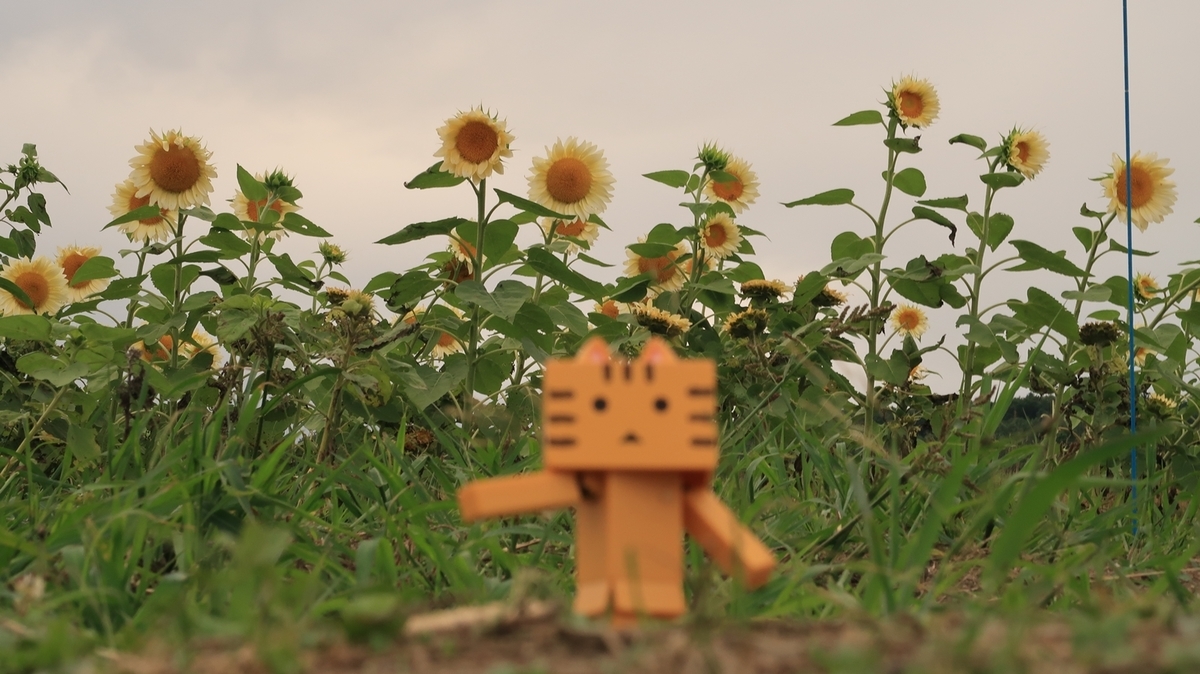 f:id:shirokumapanda:20200810005217j:plain