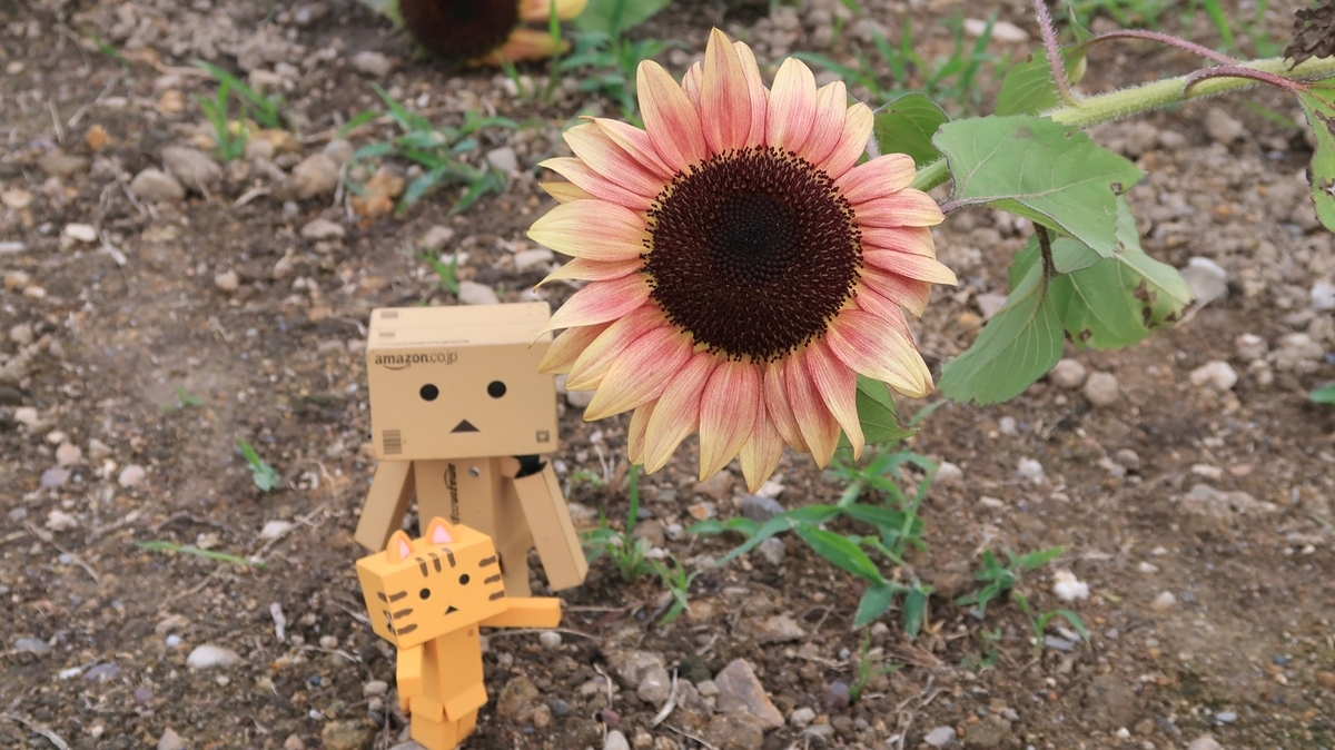 f:id:shirokumapanda:20200810005229j:plain