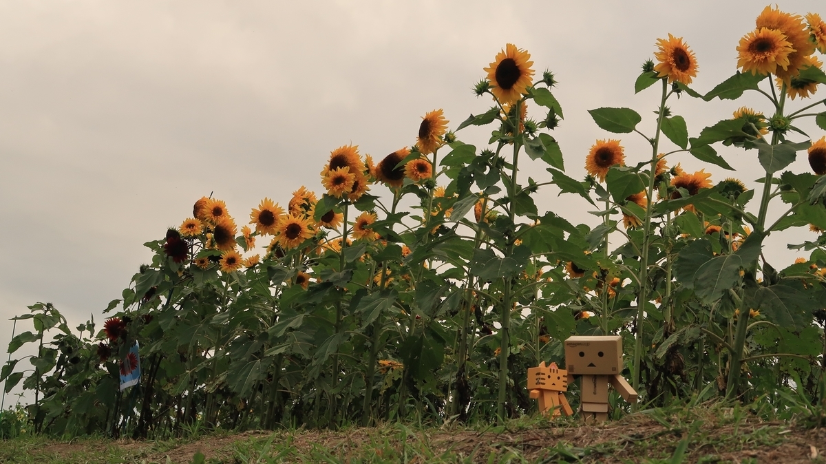 f:id:shirokumapanda:20200810005235j:plain