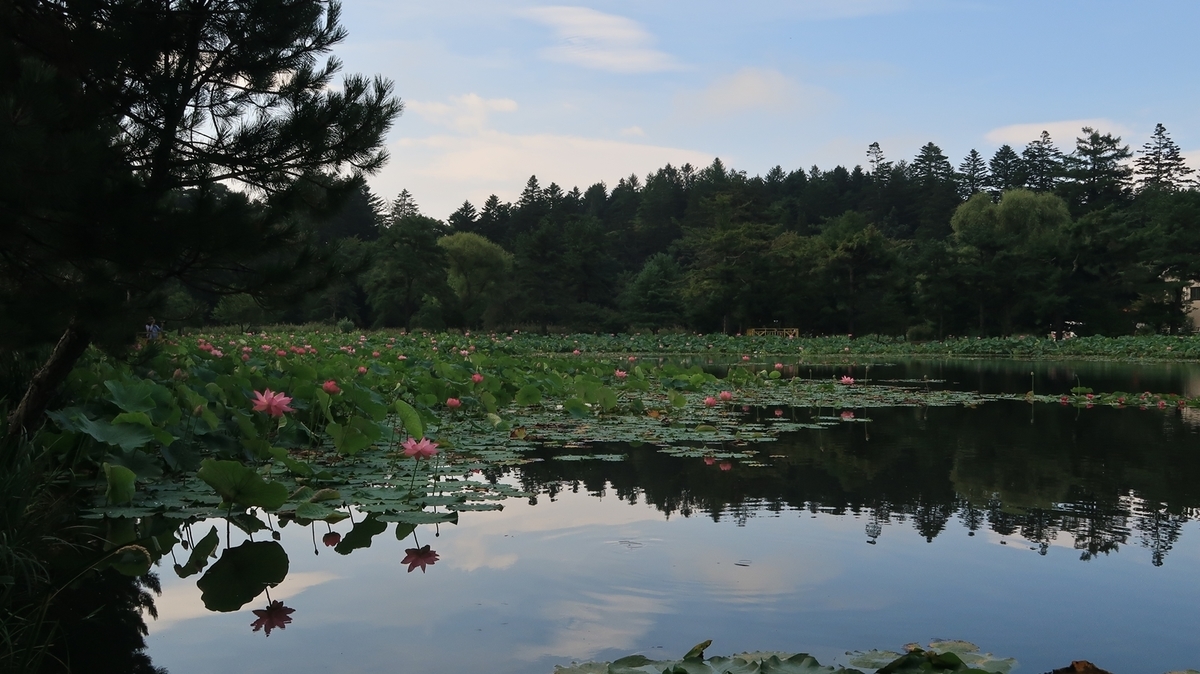 f:id:shirokumapanda:20200831010513j:plain