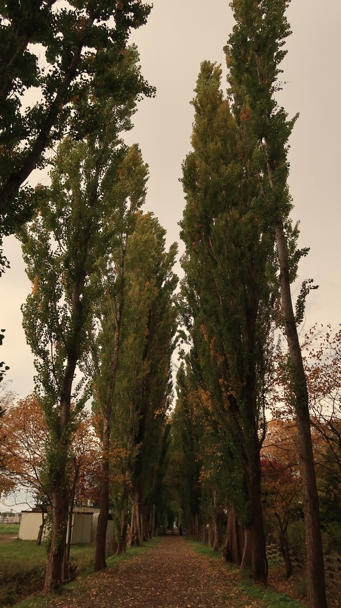 f:id:shirokumapanda:20201102005828j:plain