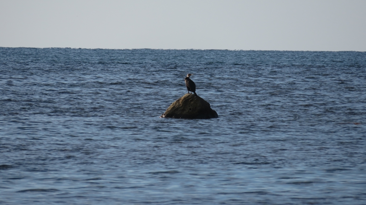 f:id:shirokumapanda:20201231104027j:plain