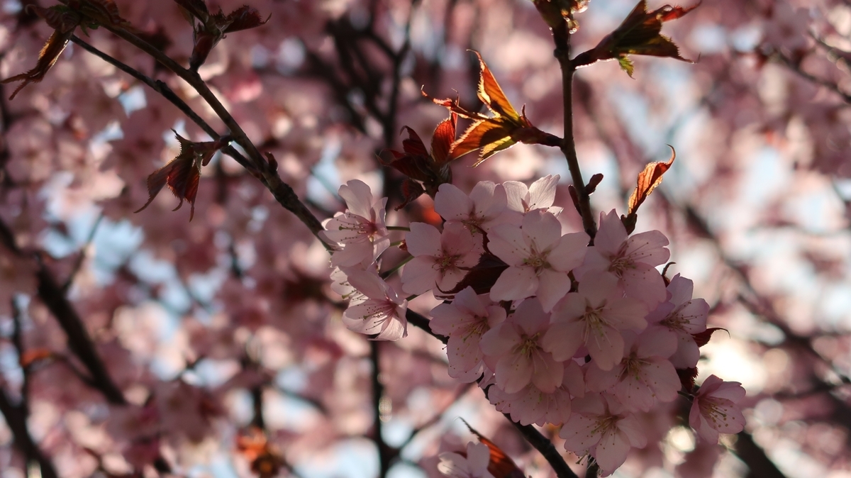 f:id:shirokumapanda:20210401234522j:plain