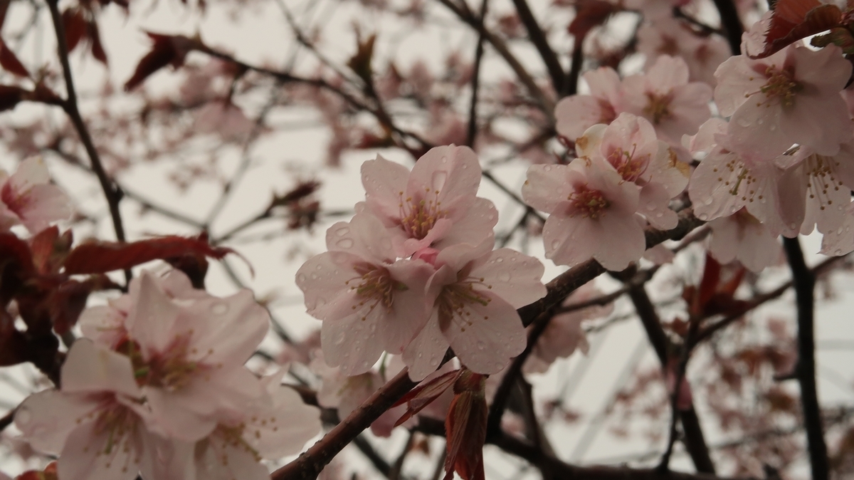 f:id:shirokumapanda:20210421221739j:plain