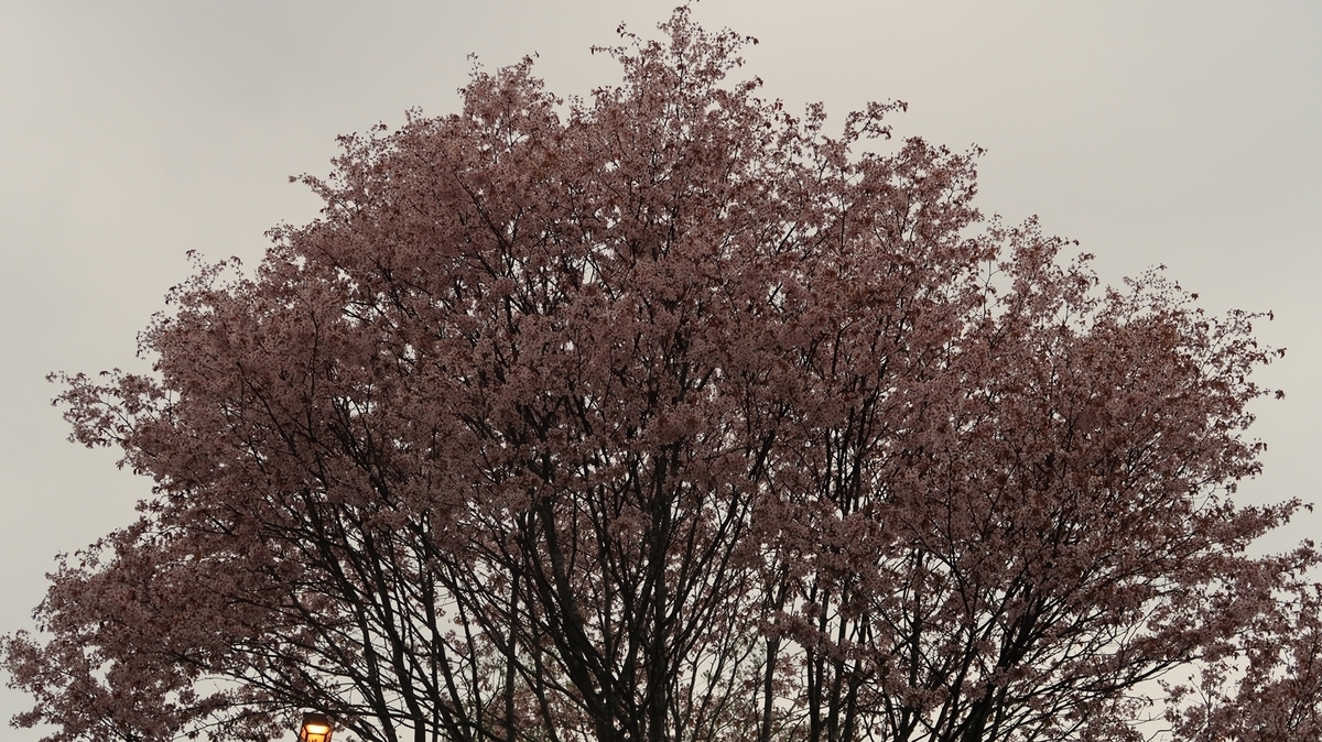 f:id:shirokumapanda:20210421221804j:plain