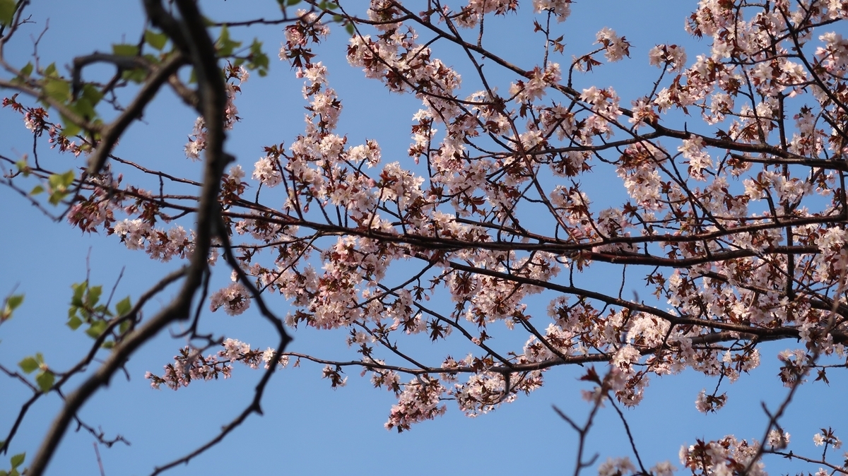 f:id:shirokumapanda:20210501232524j:plain
