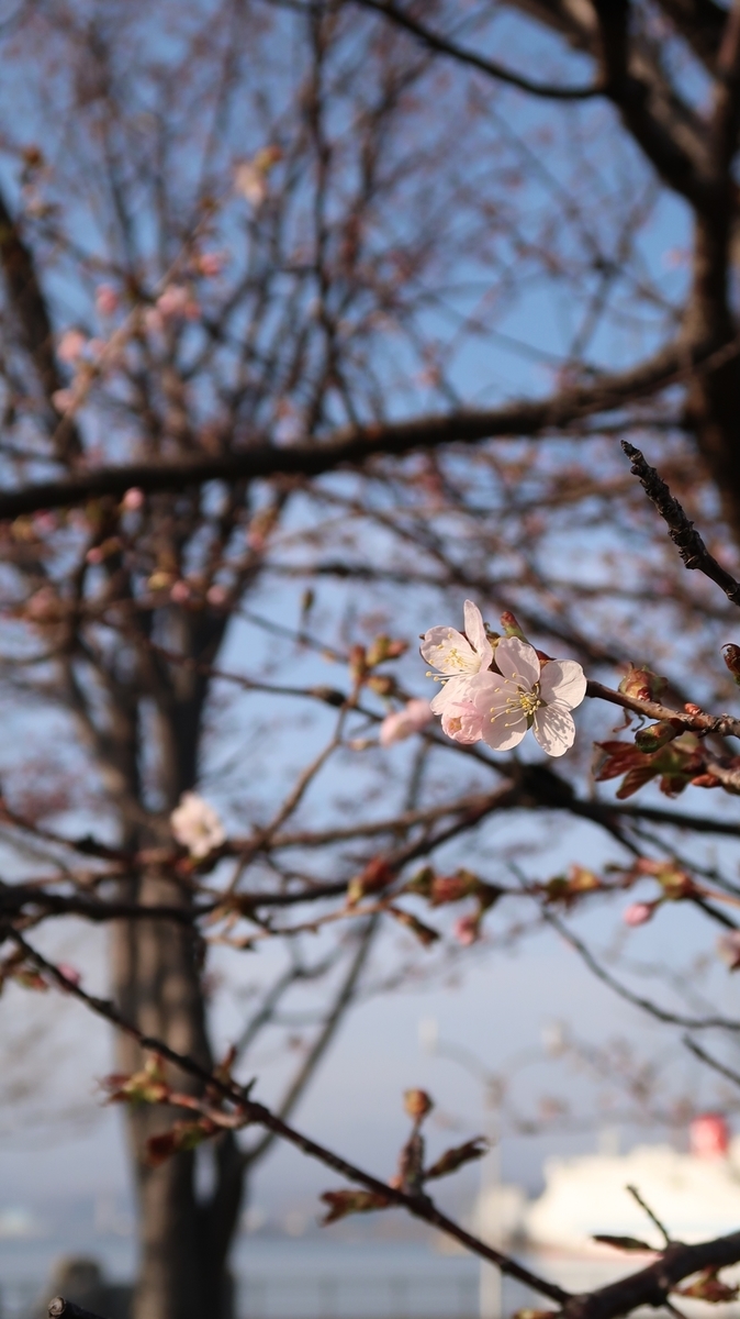 f:id:shirokumapanda:20210501232542j:plain