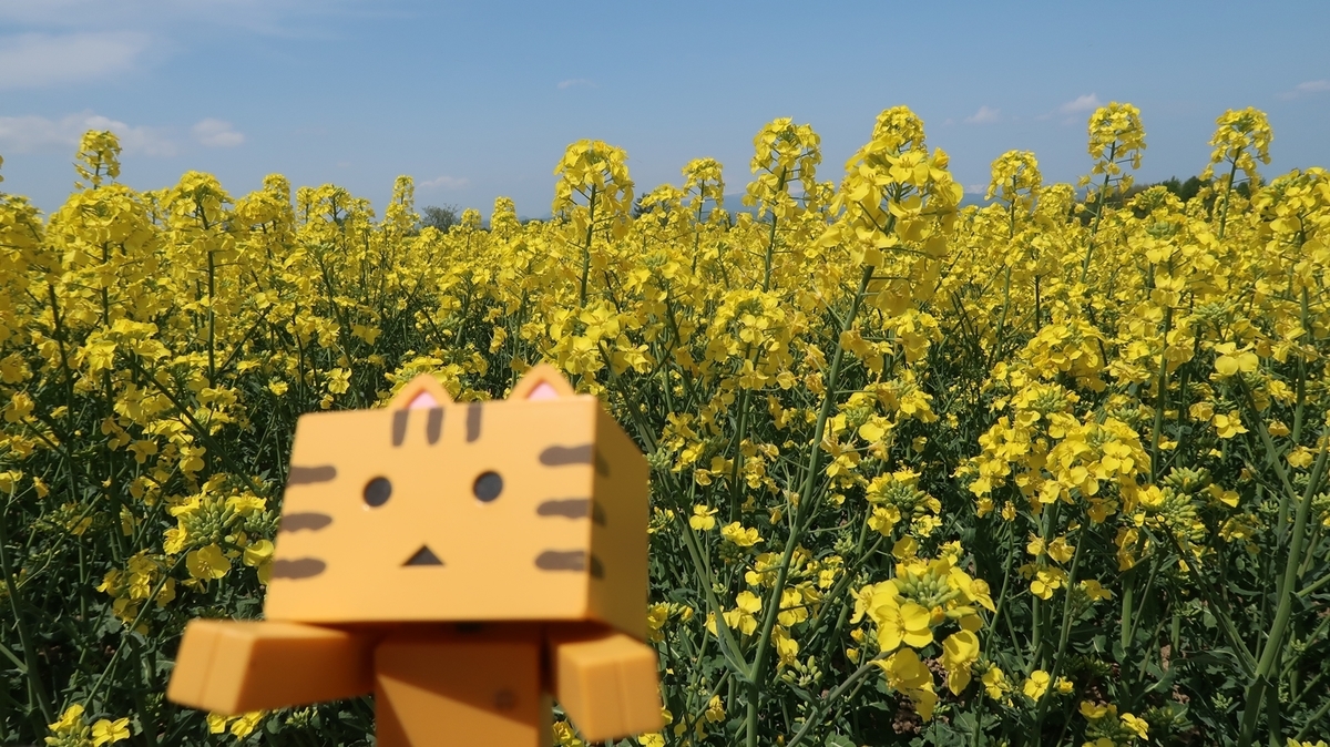 f:id:shirokumapanda:20210519222551j:plain