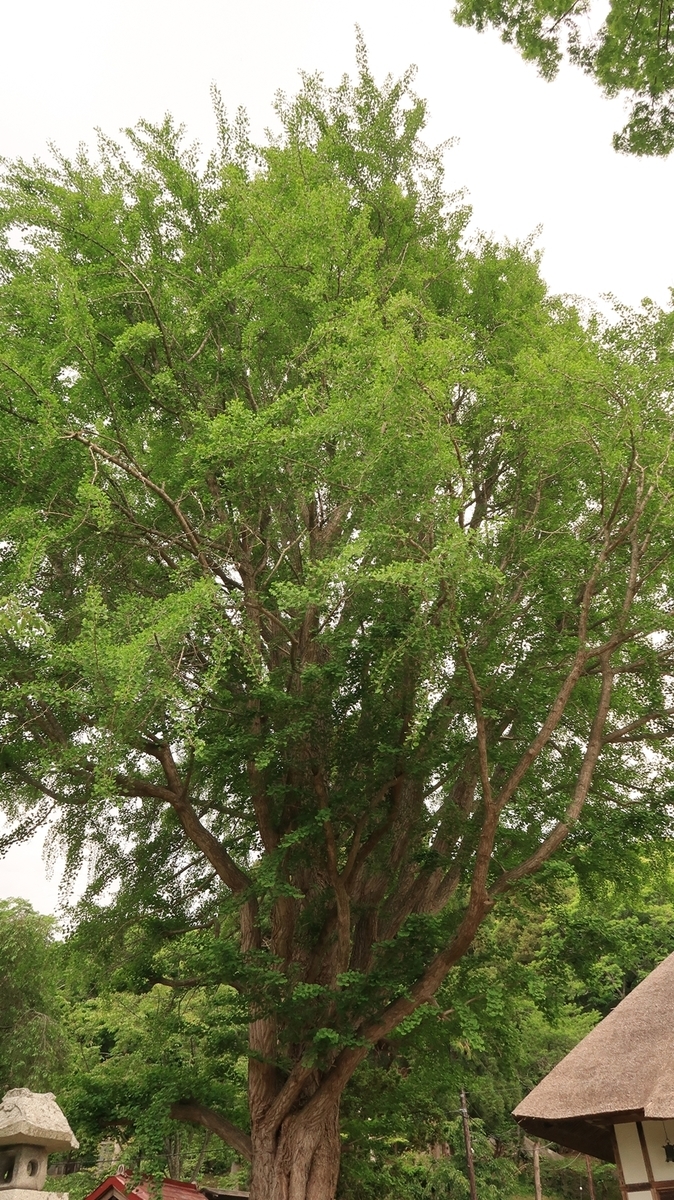 f:id:shirokumapanda:20210603224634j:plain