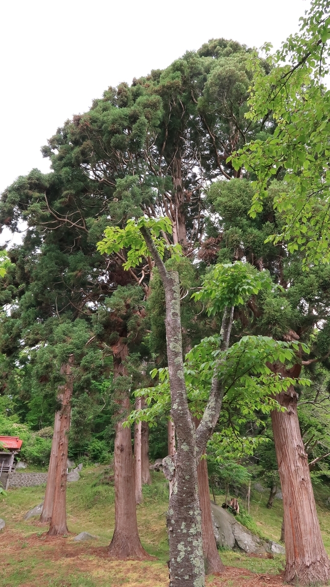 f:id:shirokumapanda:20210603224648j:plain