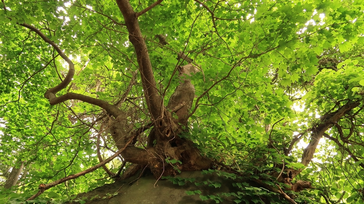 f:id:shirokumapanda:20210603224723j:plain