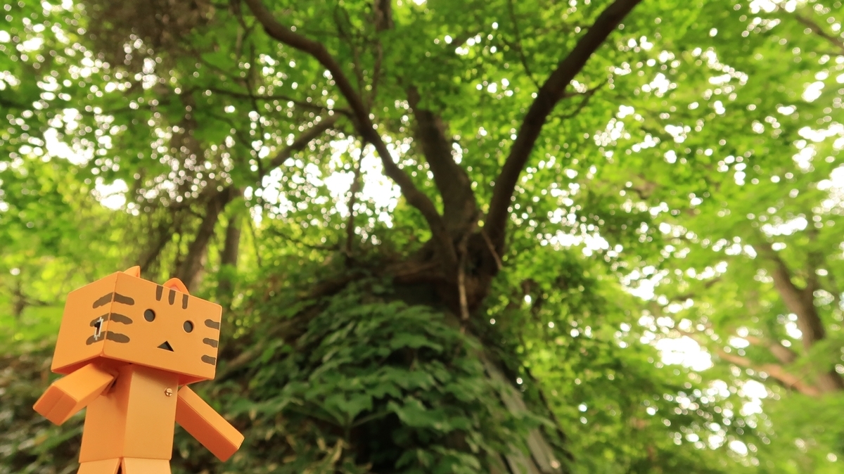 f:id:shirokumapanda:20210603224730j:plain