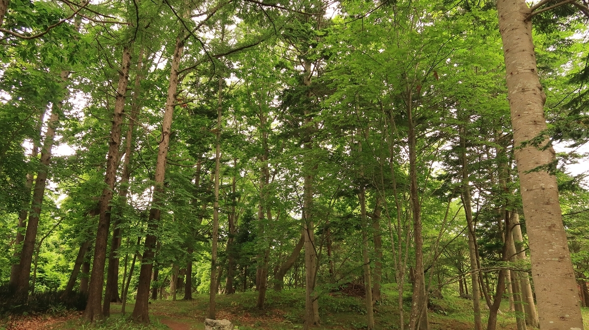 f:id:shirokumapanda:20210603224737j:plain