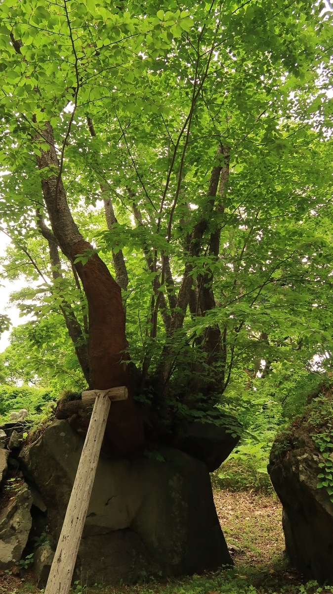 f:id:shirokumapanda:20210603224751j:plain