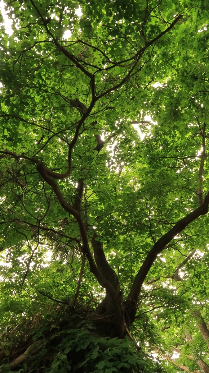 f:id:shirokumapanda:20210603224830j:plain