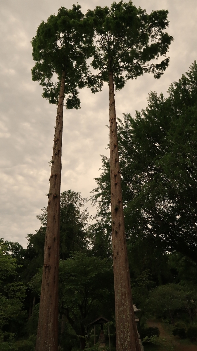 f:id:shirokumapanda:20210603224842j:plain