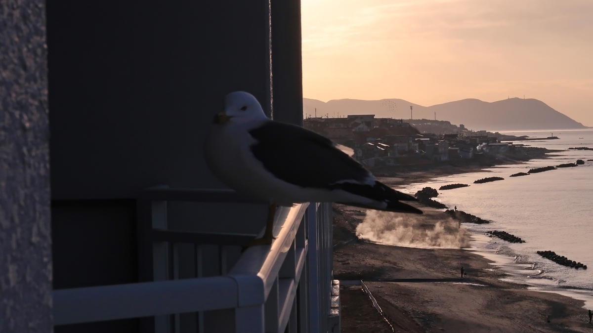 f:id:shirokumapanda:20210630235429j:plain