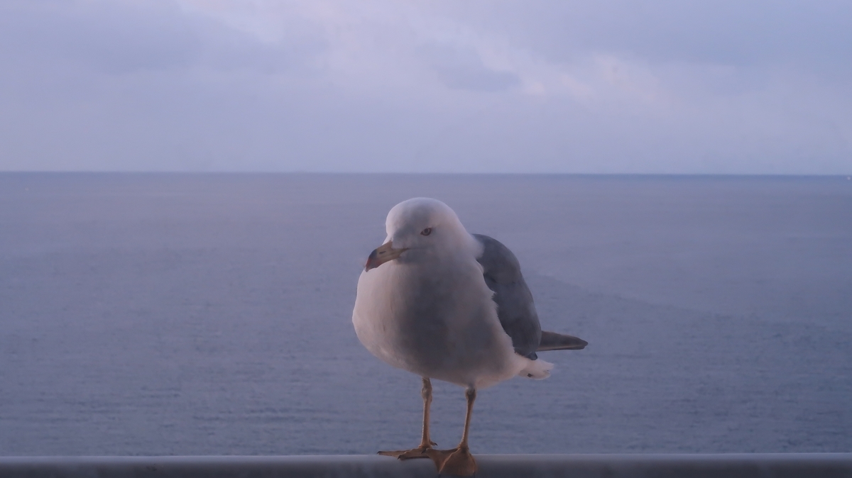 f:id:shirokumapanda:20210630235445j:plain