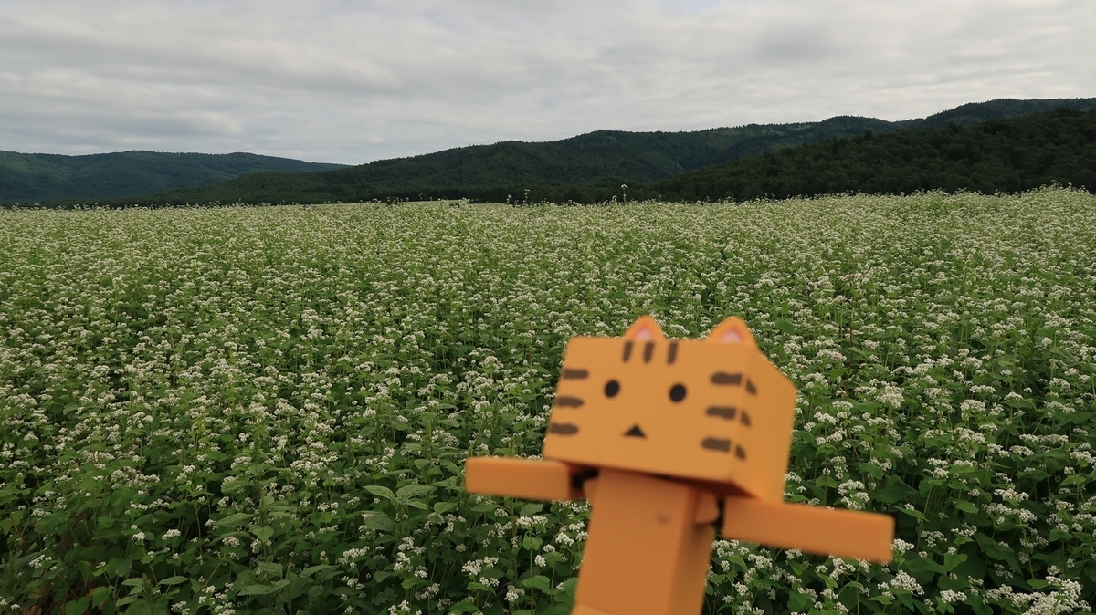 f:id:shirokumapanda:20210802233808j:plain